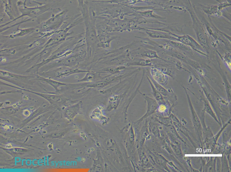 Mouse Adipose-Derived Stem Cell Complete Medium - 4