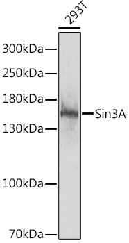 Western blot analysis of extracts of 293T cells using Sin3A Polyclonal Antibody at 1:1000 dilution.