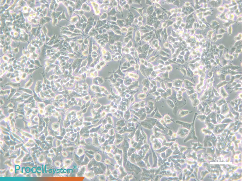 PC-12 (Low differentiation) Cell Complete Medium - small - 5
