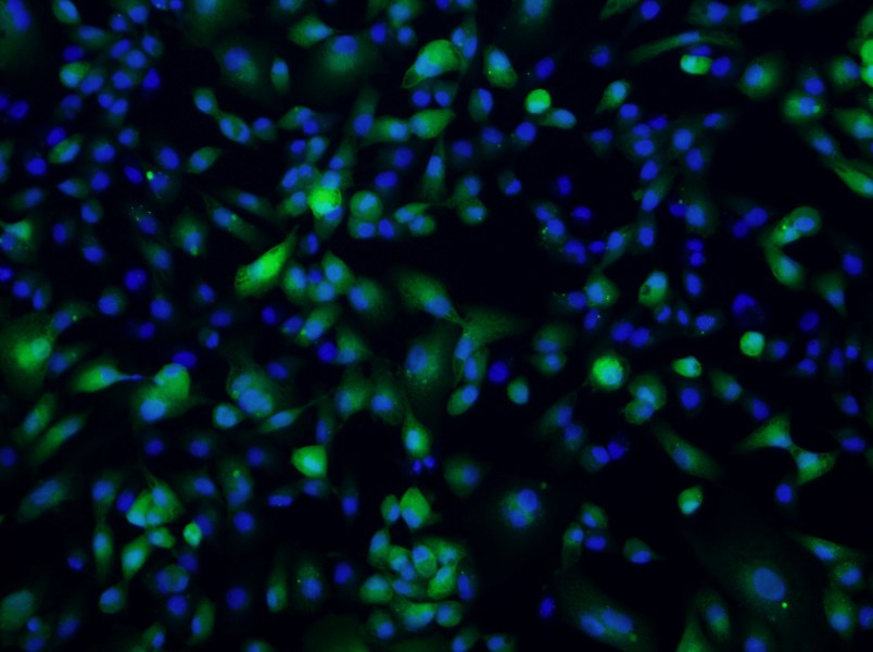 ACHN-GFP Cell Complete Medium-searchlist-1