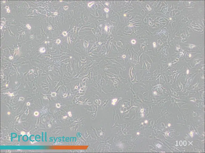 NCI-H1568 [H1568] Cell Complete MediumNCI-H1568 [H1568] Cell Complete Medium - 2