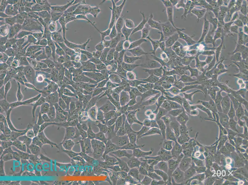 293A Cell Complete Medium - small - 6