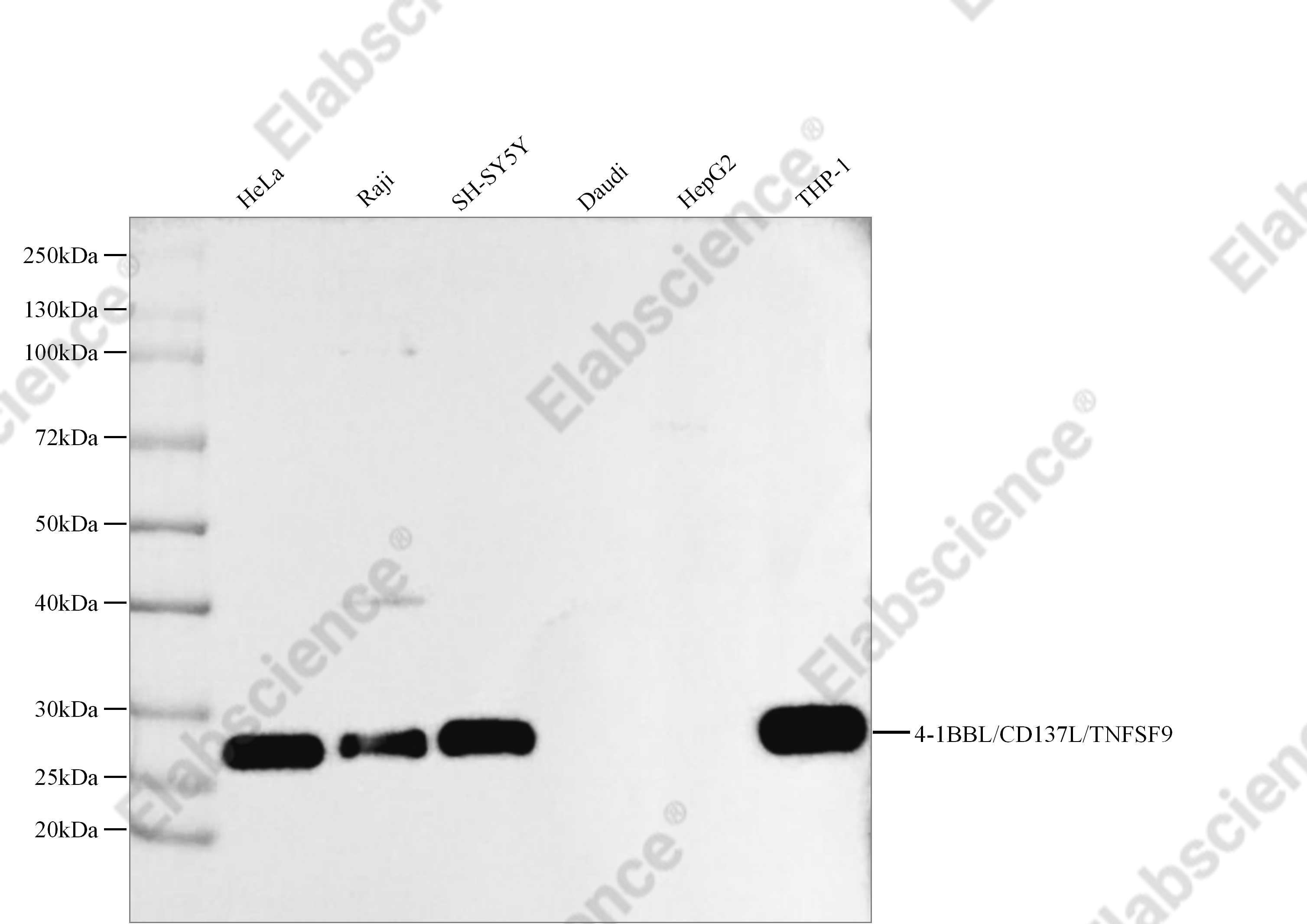 Recombinant 4-1BBL/CD137L/TNFSF9 Monoclonal Antibody - 1