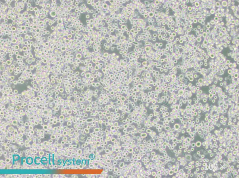MEG-01 Cell Complete MediumMEG-01 Cell Complete Medium - 2