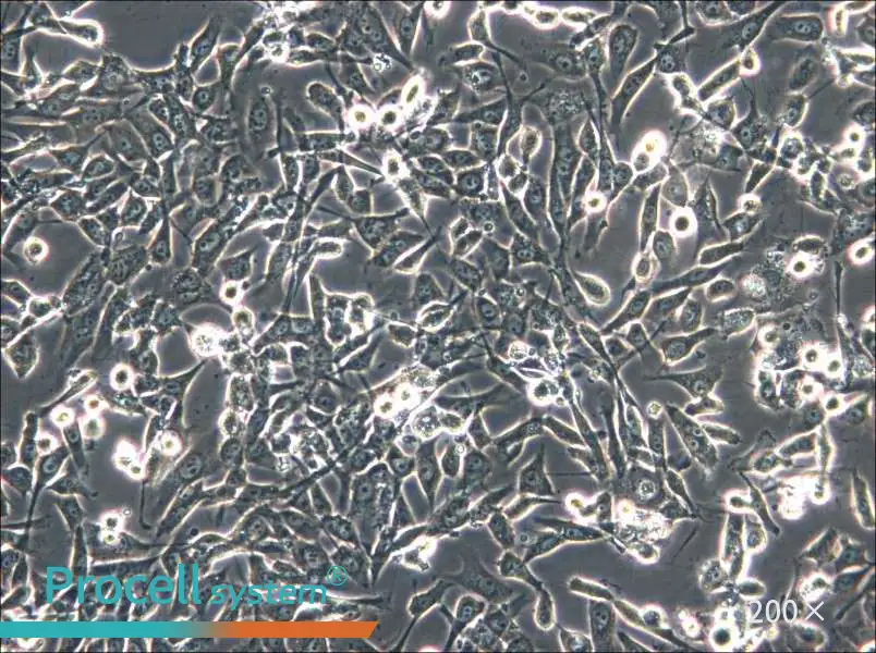 HS-5 Cell Complete Medium - 4