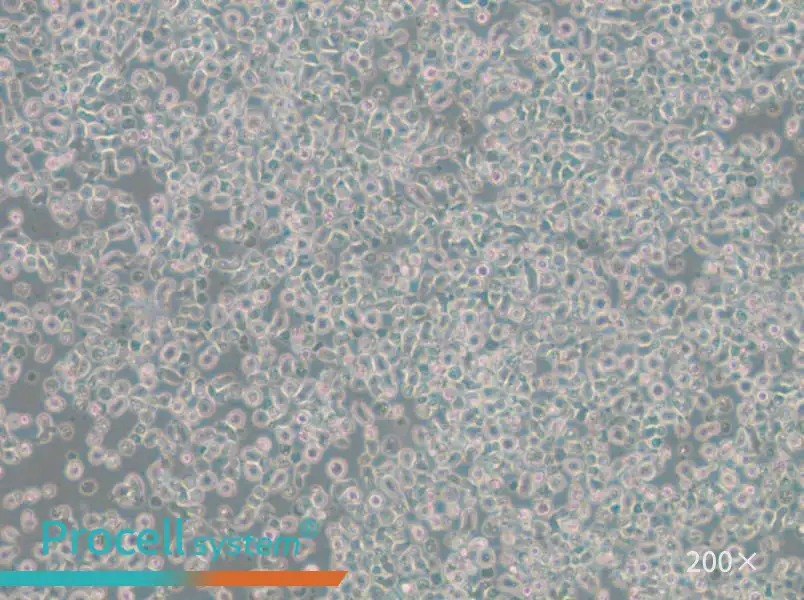 ST486 Cell Complete Medium - 4