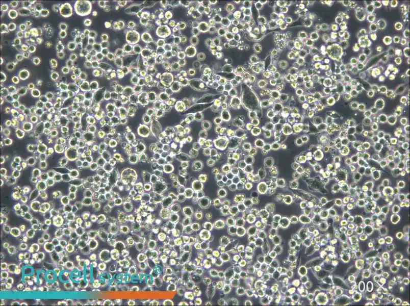 L6565 Cell Complete Medium - small - 4