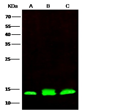Recombinant PHPT1 Monoclonal Antibody - small - 2