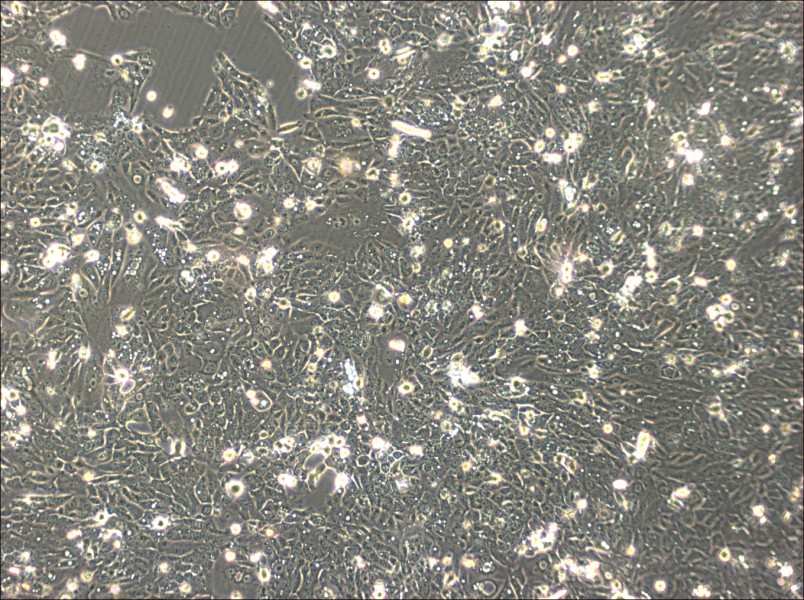 SNU-C5 Cell Complete Medium-searchlist-1