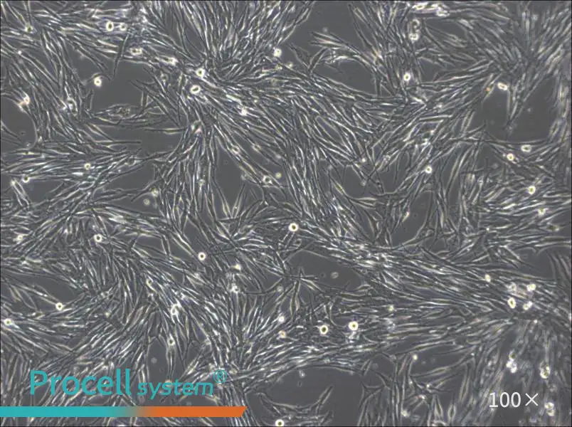 MeWo Cell Complete Medium - 3