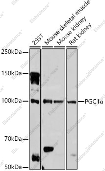PGC1 alpha Polyclonal Antibody - 8
