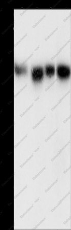 MAD1L1 Polyclonal Antibody - 1
