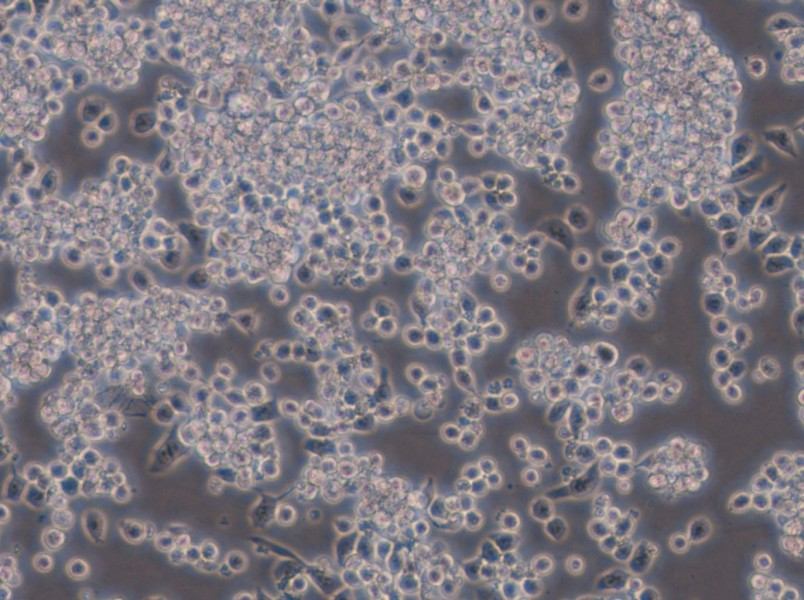 Y3-Ag 1.2.3 Cell Complete Medium - 5