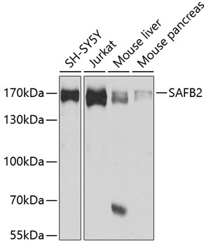 Western blot analysis of extracts of various cell lines using SAFB2 Polyclonal Antibody at 1:1000 dilution.