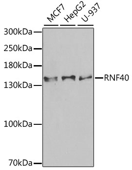 Western blot analysis of extracts of various cell lines using RNF40 Polyclonal Antibody at 1:1000 dilution.