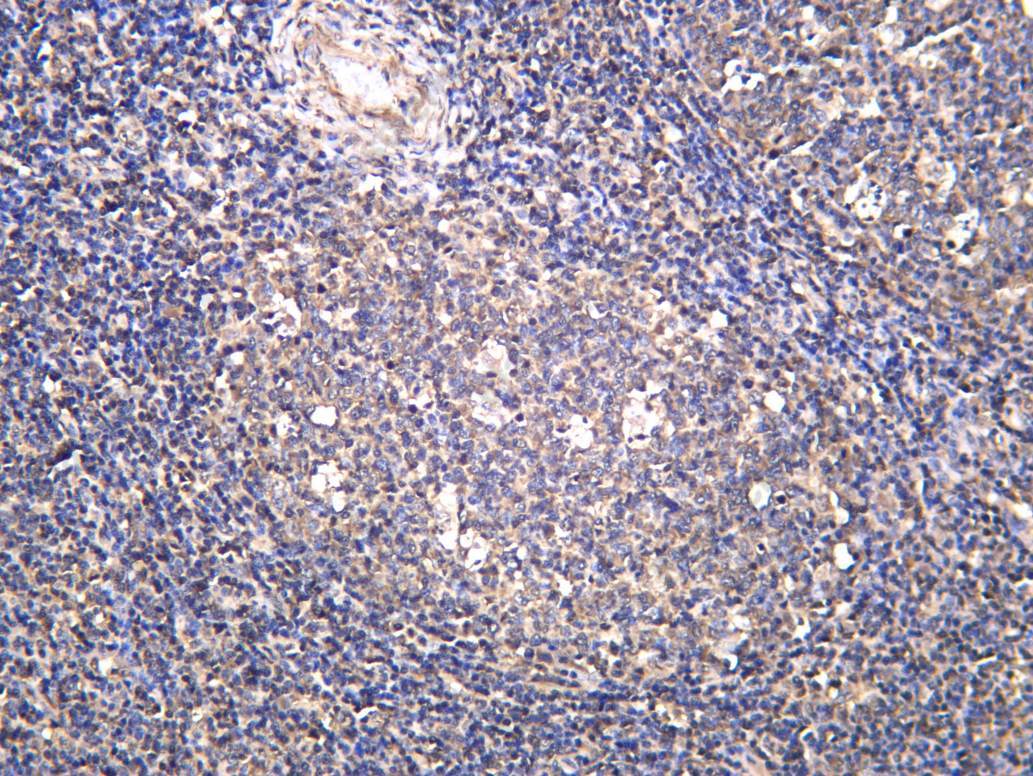 Recombinant ICAD Monoclonal Antibody - 2
