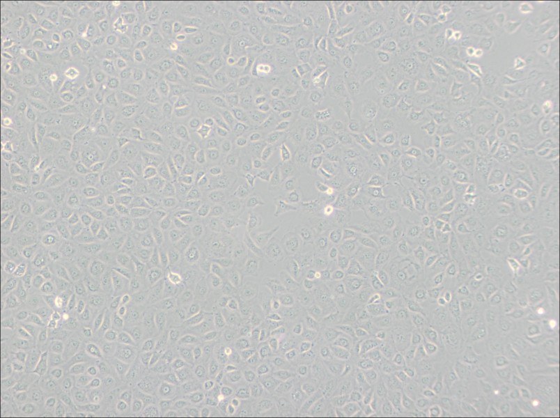 WB-F344 Cell Complete MediumWB-F344 Cell Complete Medium - 3