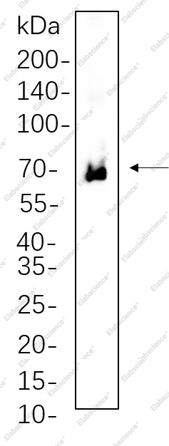 Recombinant Phospho-Zap-70 (Tyr319)/Phospho-Syk (Tyr352) Monoclonal Antibody - 1