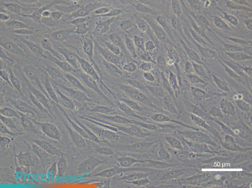 Human Dermal Microvascular Endothelial Cell Complete Medium - 6