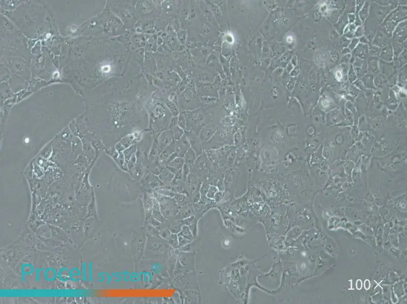 SU.86.86 Cell Complete Medium - 1