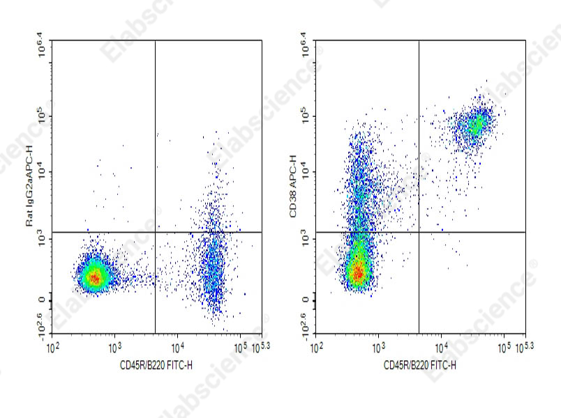 Purified Anti-Mouse CD38 Antibody[90] - 1