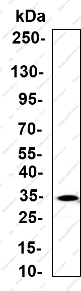 Recombinant Msi2 Monoclonal Antibody - 3
