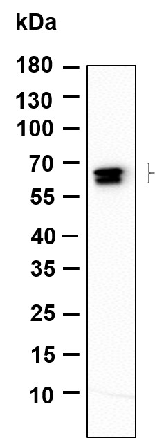 Recombinant GAD-65/67 Monoclonal Antibody-searchlist-1