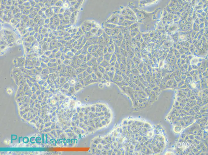 MCF-7-FLUC Cell Complete Medium - small - 6
