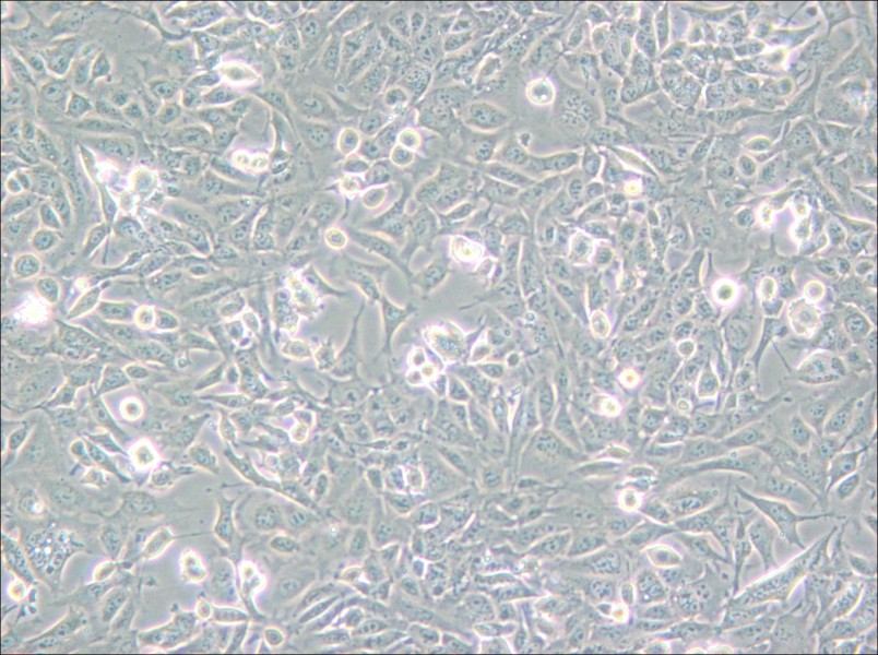 SV40 MES 13 Cell Complete Medium - 6