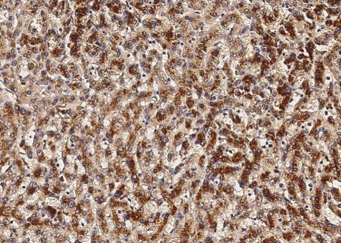VEGF/VEGFA Monoclonal Antibody - small - 1