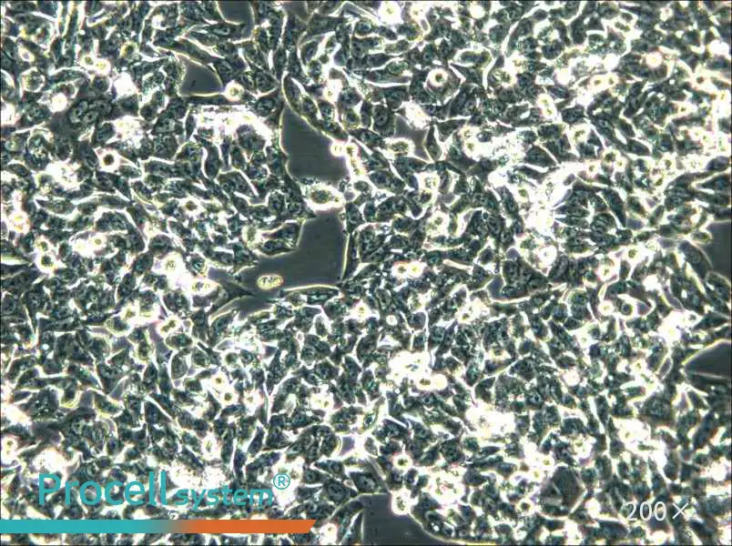 SK-CO-1 Cell Complete Medium - 5