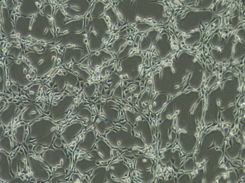 Psi2 DAP Cell Complete MediumPsi2 DAP Cell Complete Medium - 2