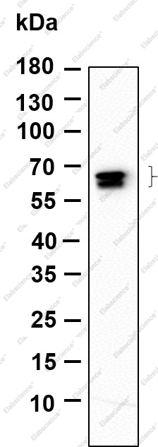Recombinant GAD-65/67 Monoclonal Antibody - 1