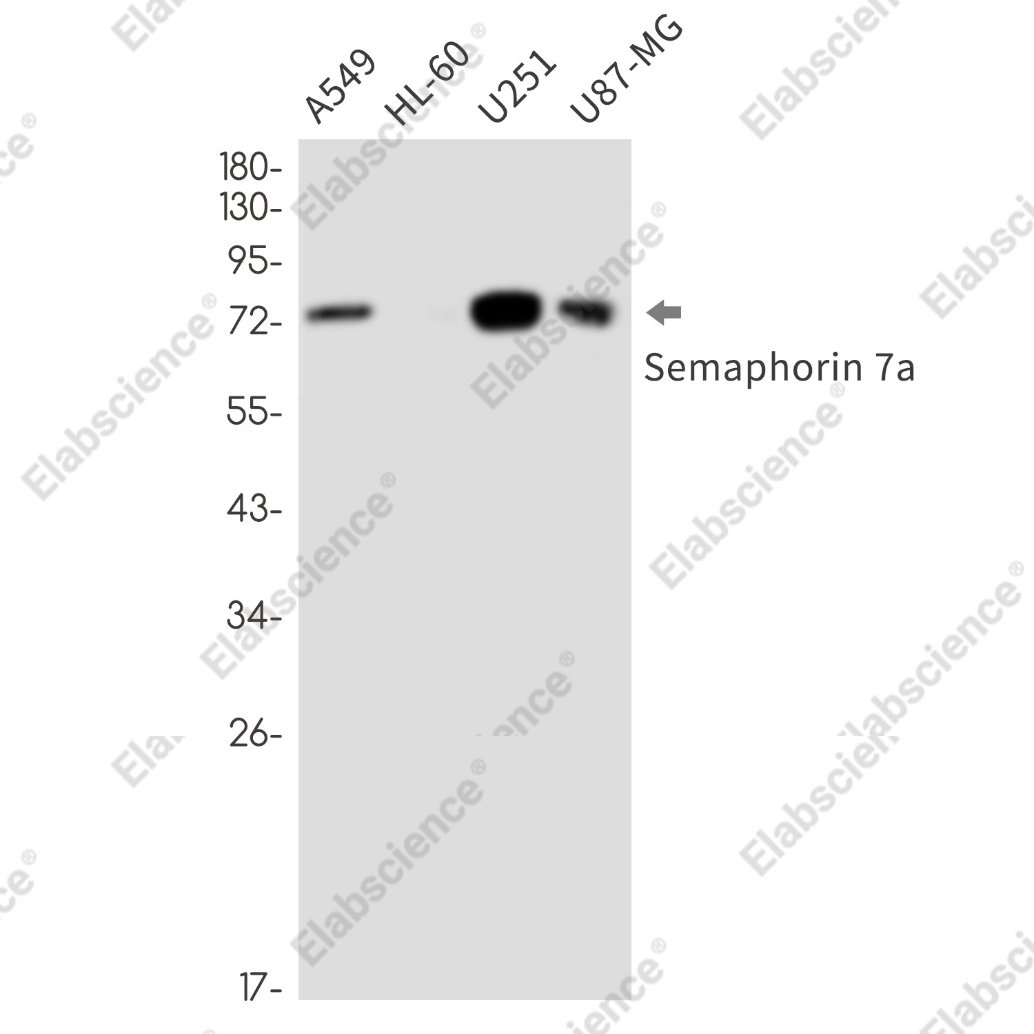 Recombinant Semaphorin 7A Monoclonal Antibody - 1