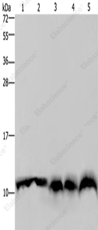 UBB Polyclonal Antibody - 1