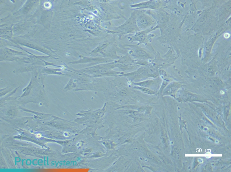 Rat Testicular Leydig Cell Complete Medium - 5