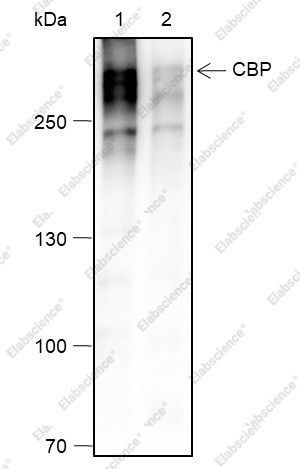 Recombinant CBP Monoclonal Antibody - 1