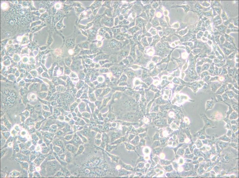 COS-1 Cell Complete Medium - small - 6