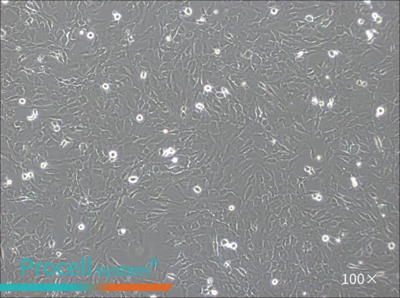 hCMEC/D3 Cell Complete Medium - 1