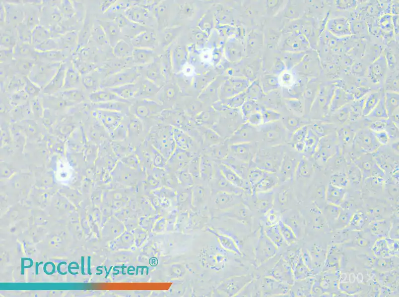BRL 3A Cell Complete Medium - small - 4