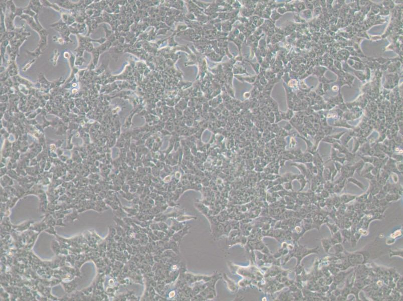 HePa1-6-LUC Cell Complete Medium - 2