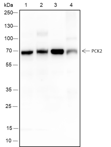 Recombinant PCK2 Monoclonal Antibody-searchlist-1