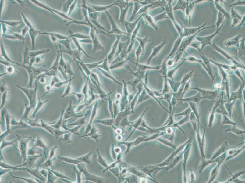 WM115 Cell Complete Medium - small - 6