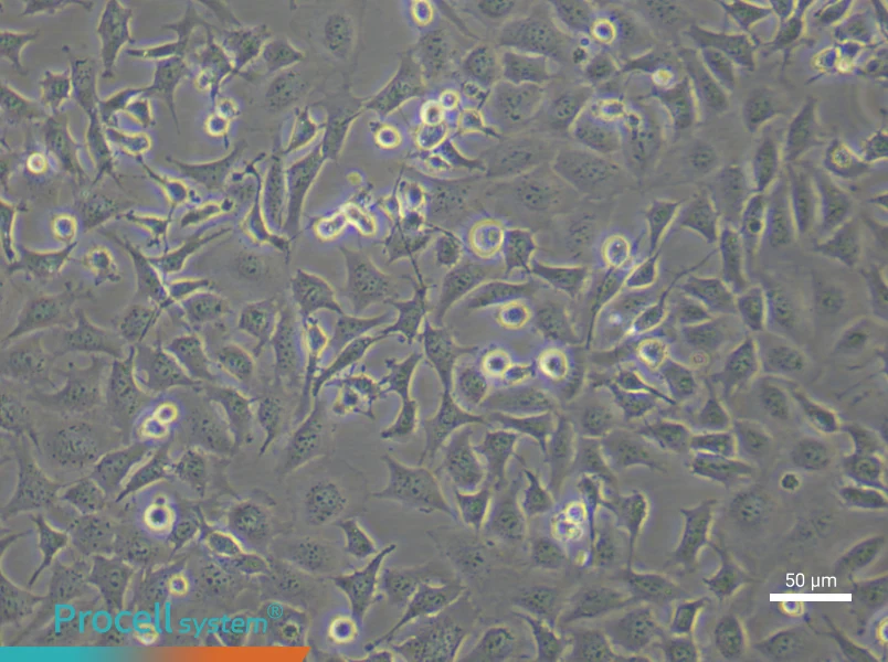 Mouse Aortic Endothelial (Primary cell immortalization) Cell Complete MediumMouse Aortic Endothelial (Primary cell immortalization) Cell Complete Medium - 6