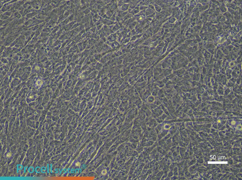 Rat Embryonic Limb Bud Mesenchymal Stem Cell Complete Medium - 6