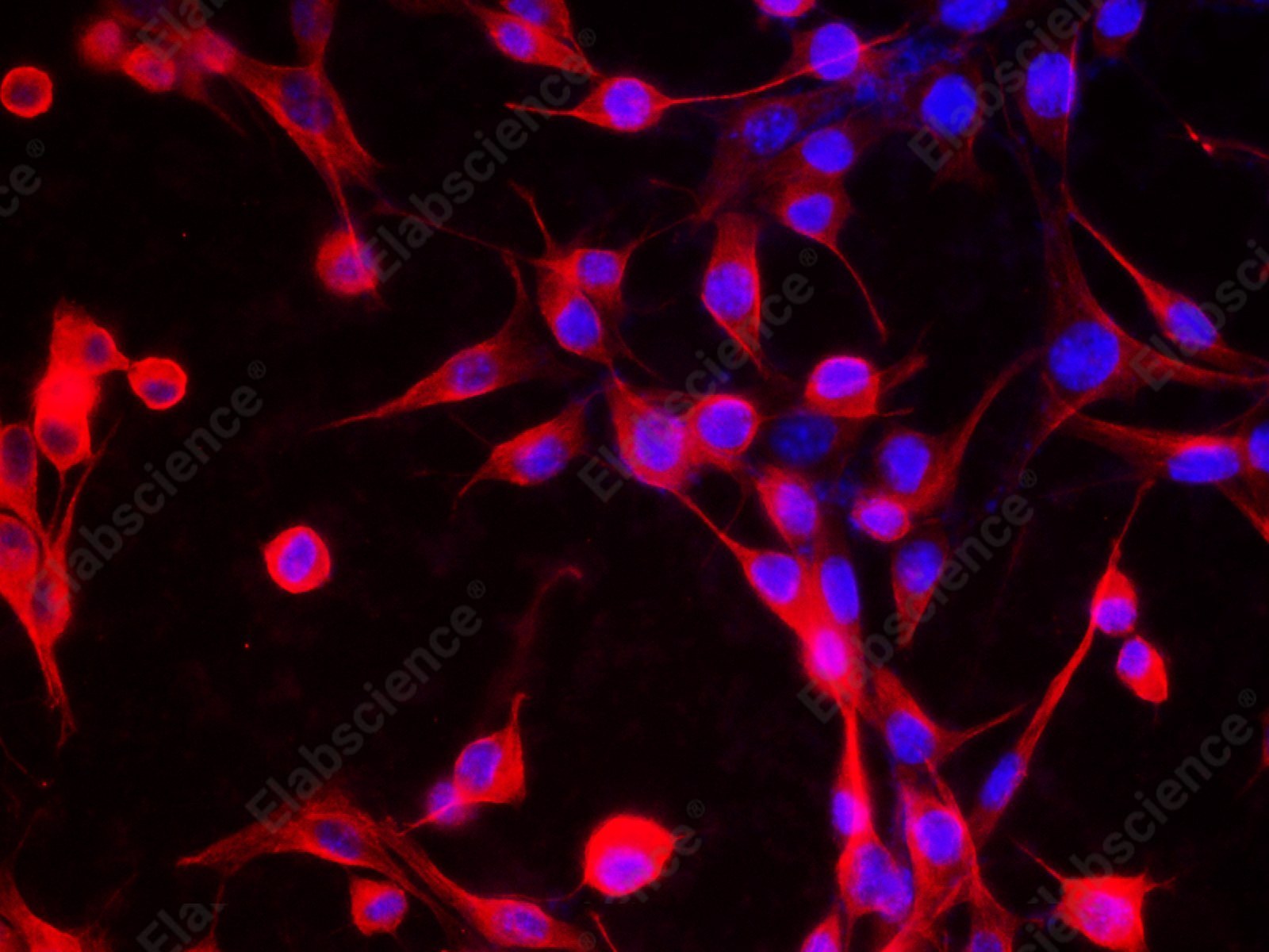 beta Tubulin Monoclonal Antibody - 4