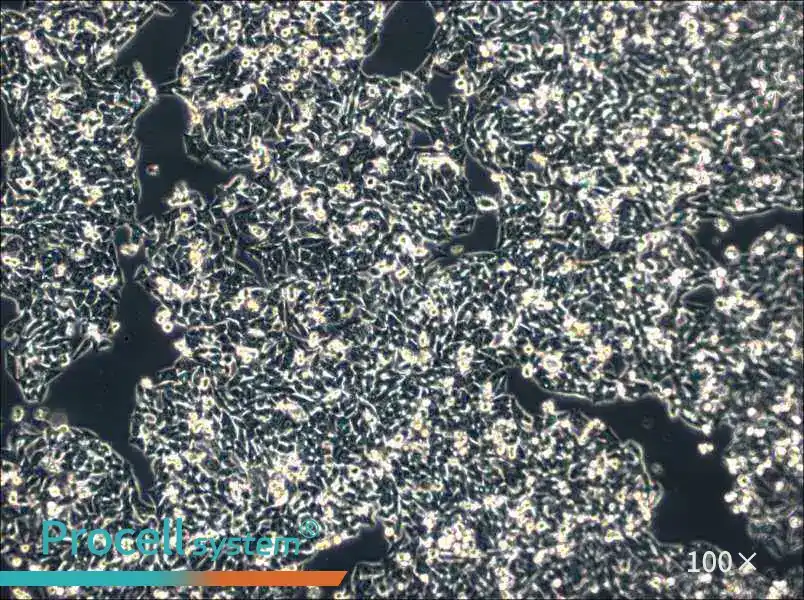 SK-CO-1 Cell Complete Medium - 4