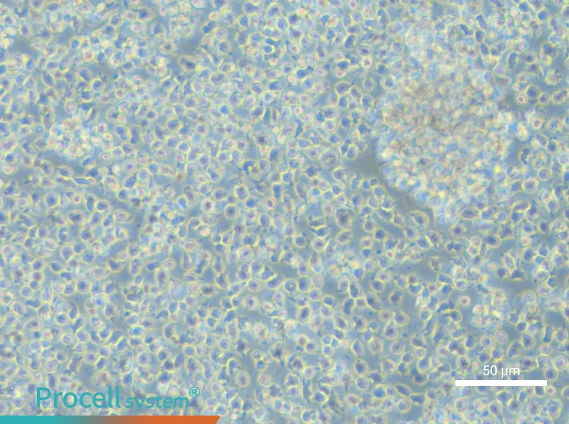 NCI-BL1437 - 5