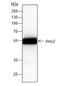 Recombinant Amy2 Monoclonal Antibody-searchlist-1