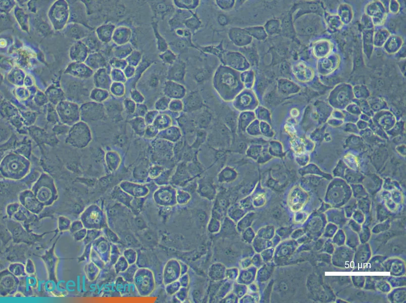 Mouse Endplate Chondrocyte Complete Medium - 5